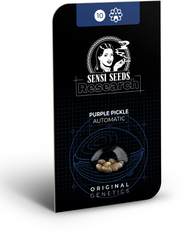 Purple pickle (3) auto sensi seeds
