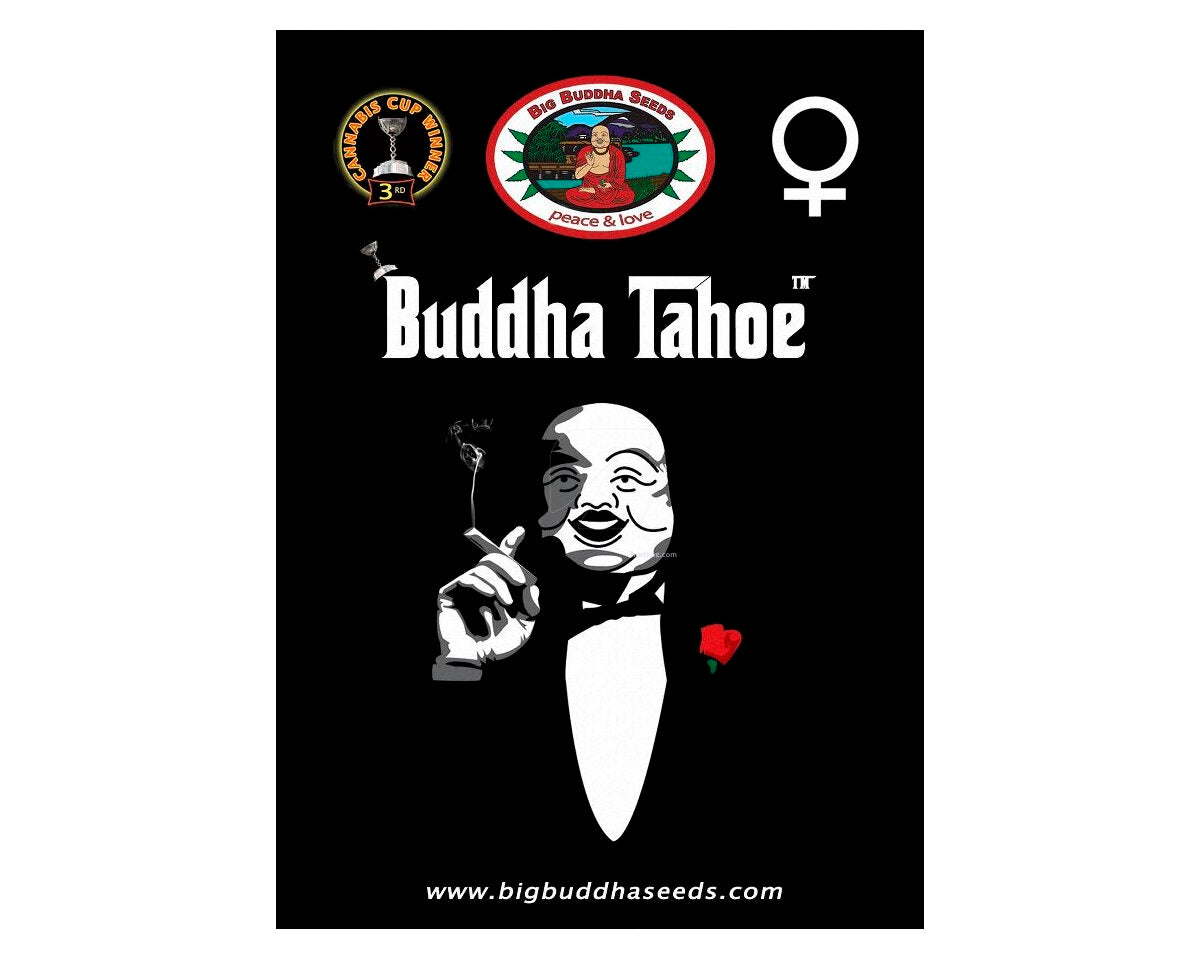 Buddha tahoe og (5)