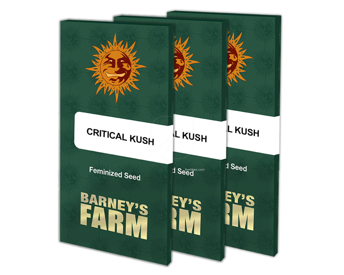 Critical kush