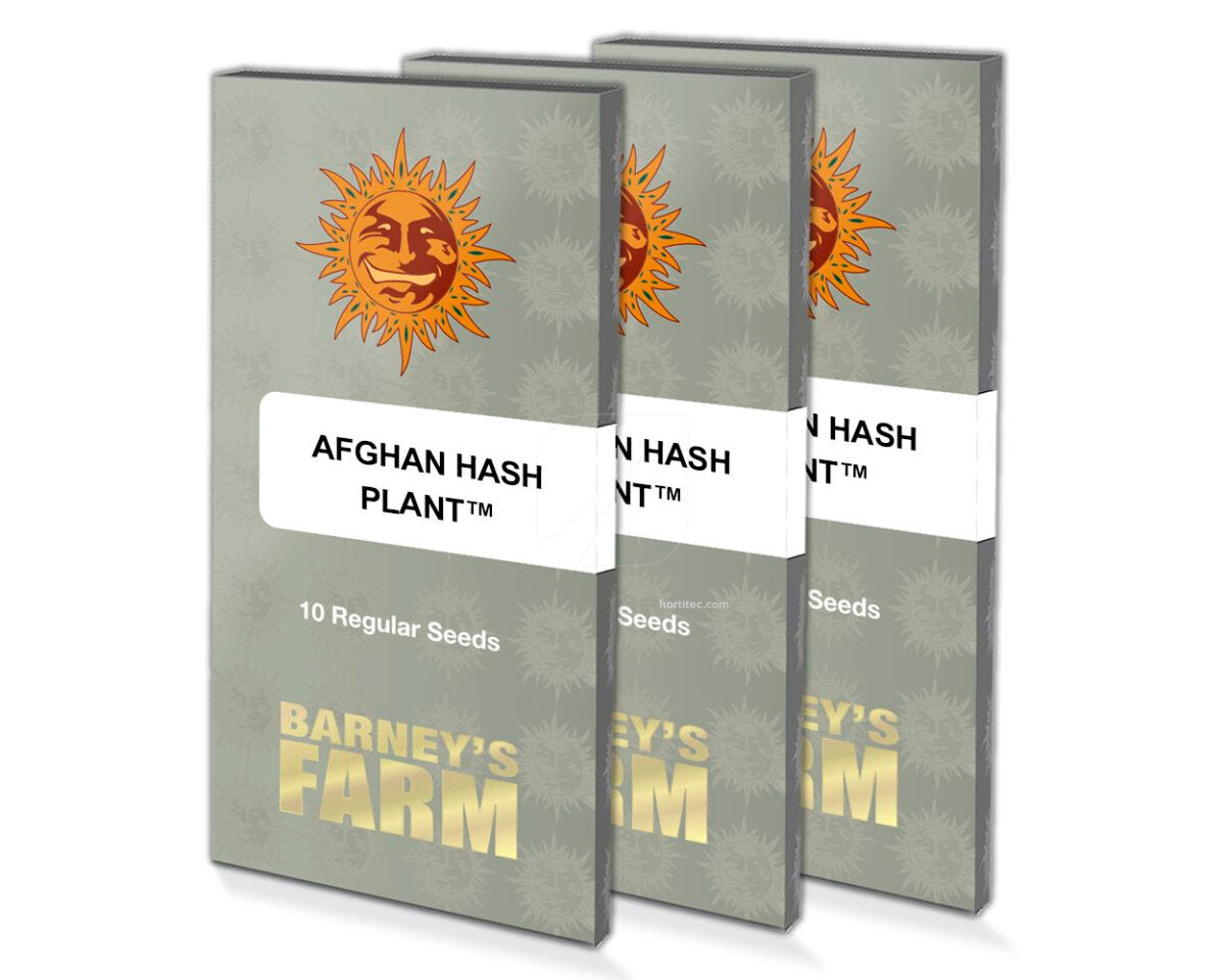 Afghan hash plant (10)