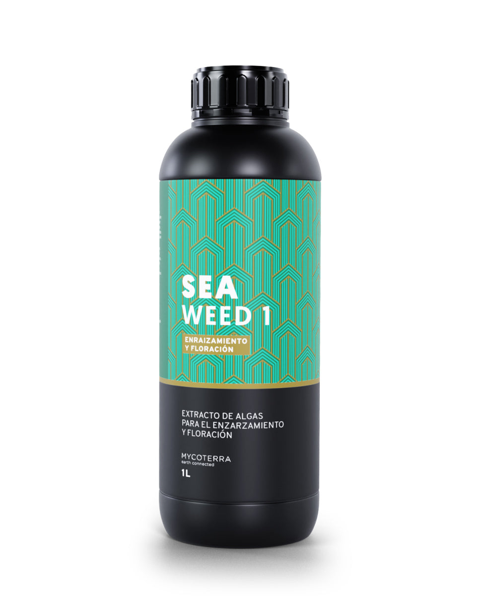 Sea weed 1