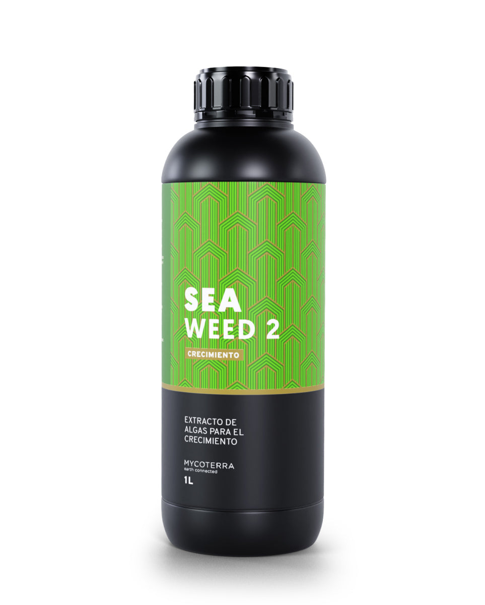 Sea weed 2