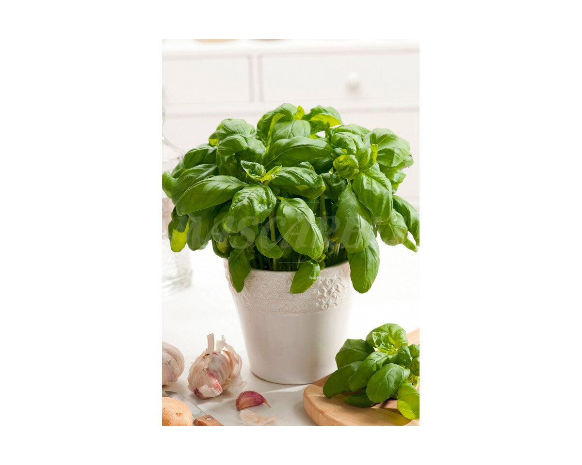 Albahaca genovesa hoja ancha