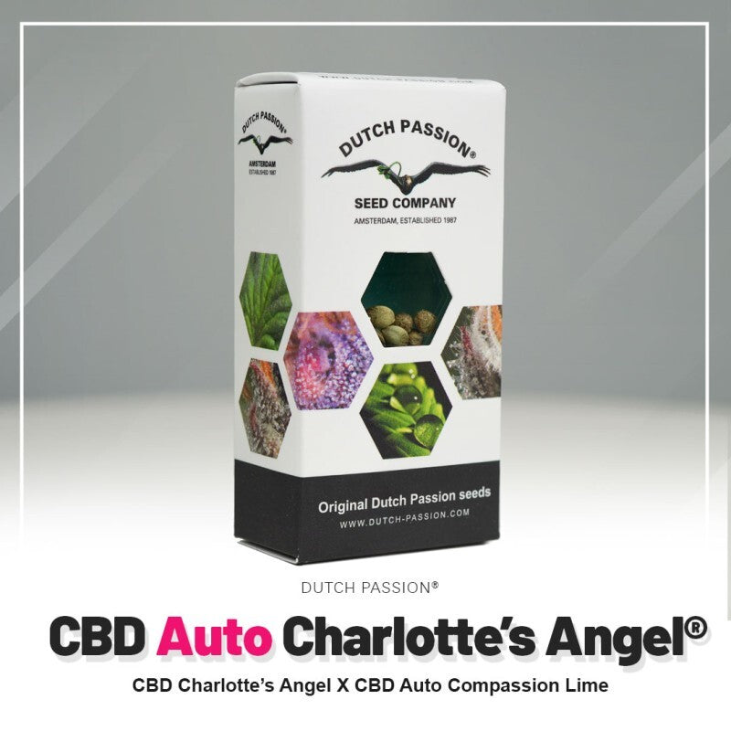 Cbd charlotte´s angel