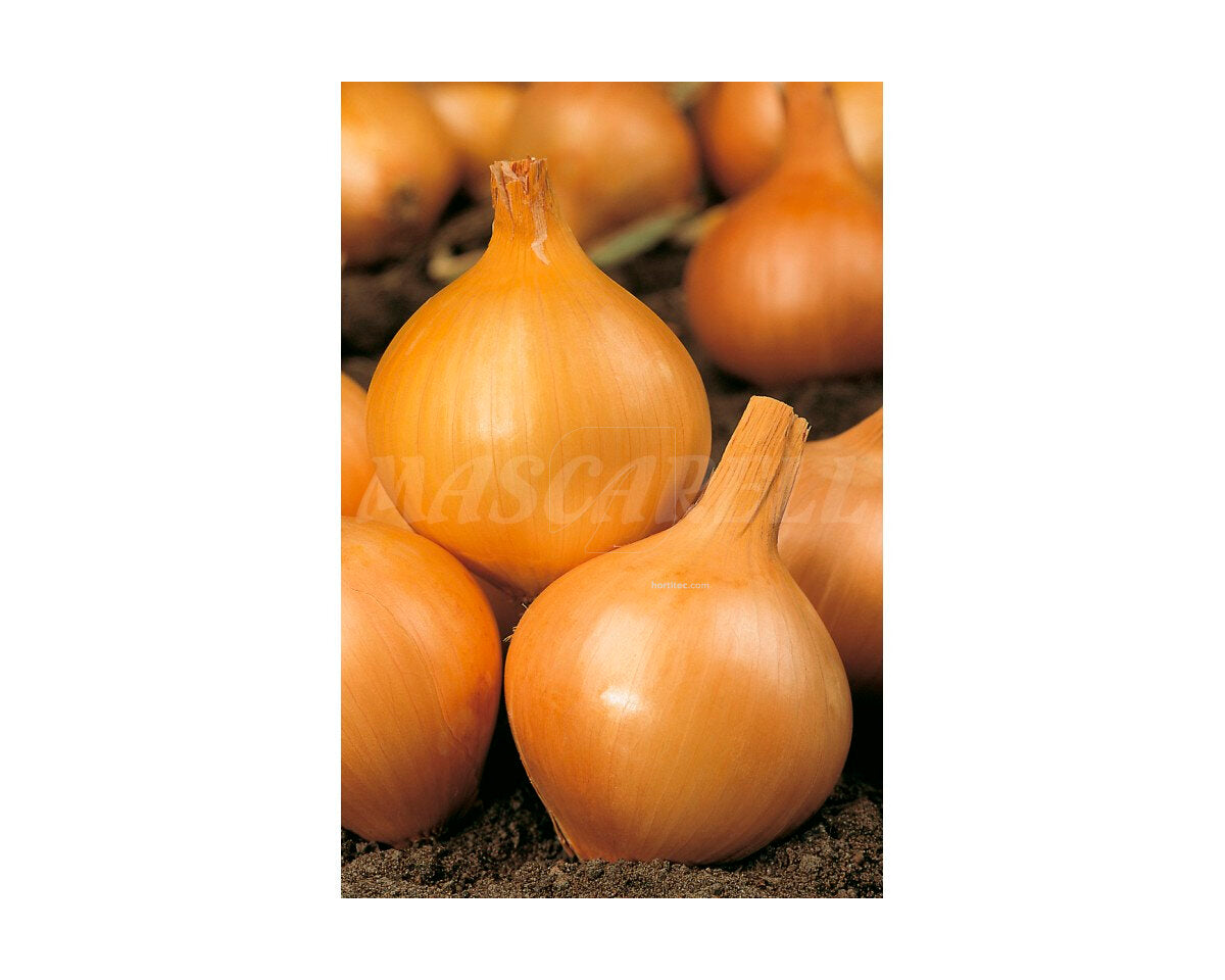 Cebolla amarilla de parma