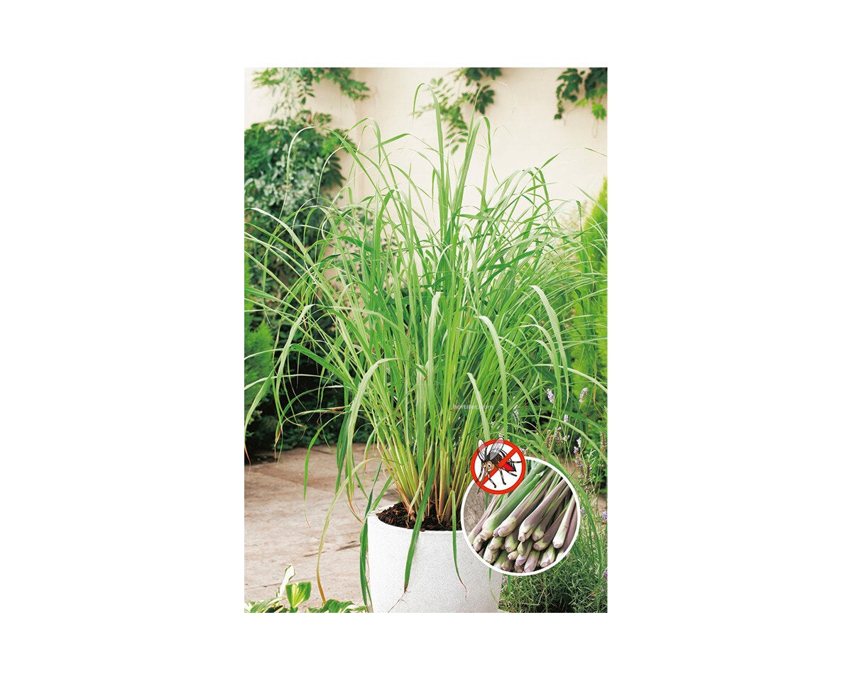 Citronela (lemongrass)
