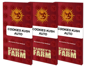Cookies kush auto barney's farm