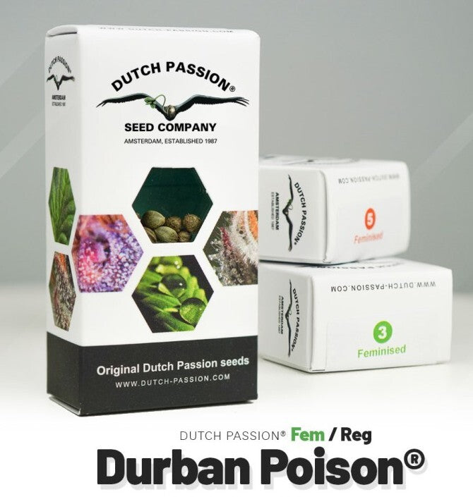 Durban poison