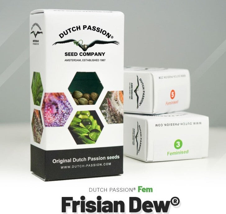 Frisian dew