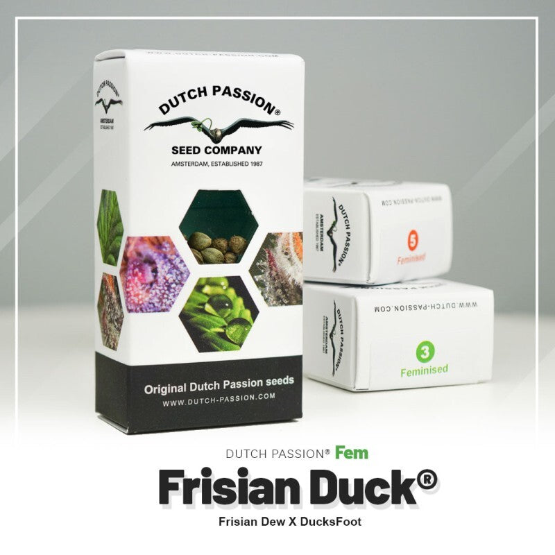 Frisian duck