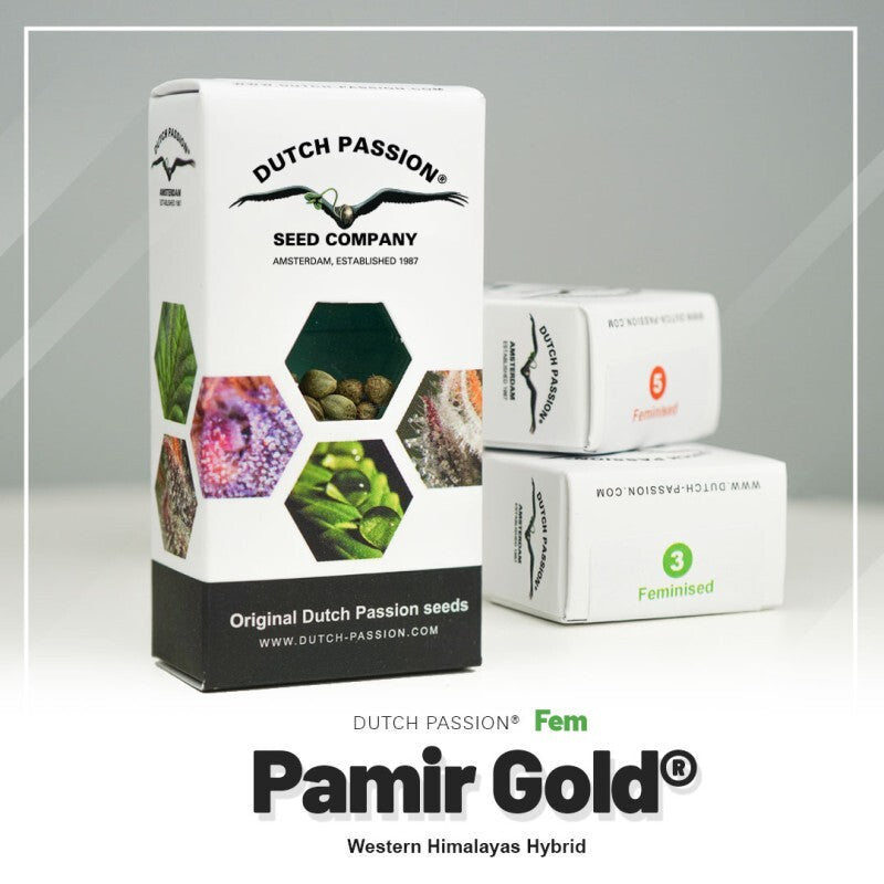 Pamir gold