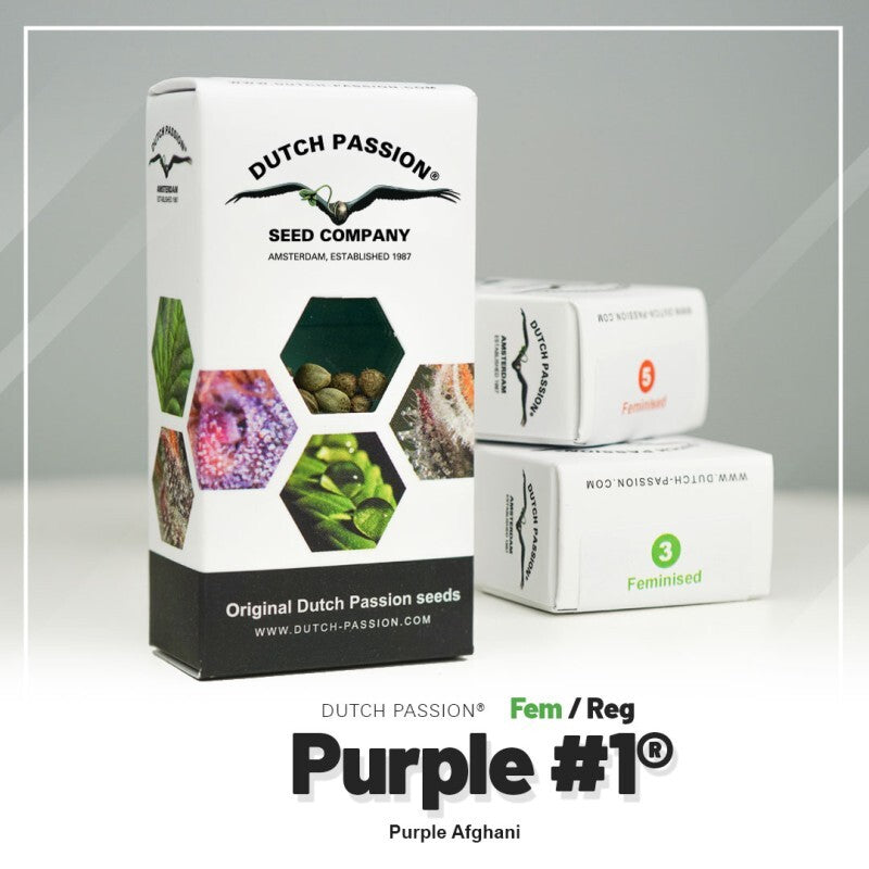 Purple 1 (10)