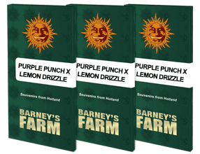Purple punch x lemon drizzle barney's seeds