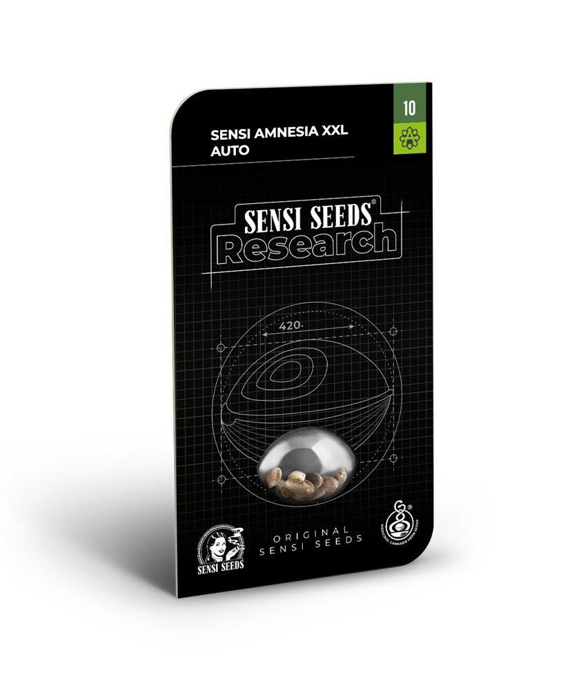 Sensi amnesia xxl auto sensi seeds