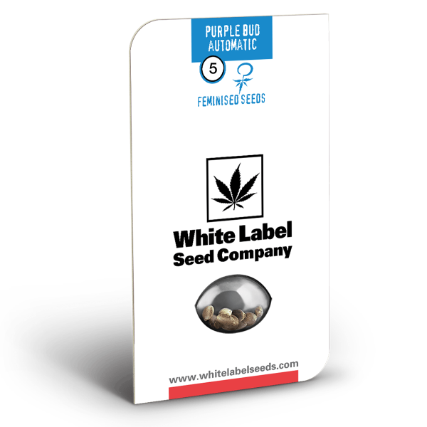 Purple bud auto (3) white label