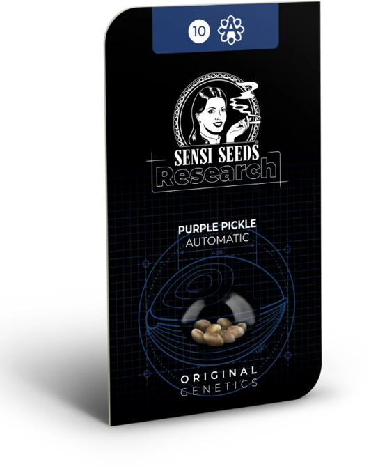 Purple pickle (3) auto sensi seeds
