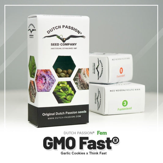 Gmo fast dutch passion