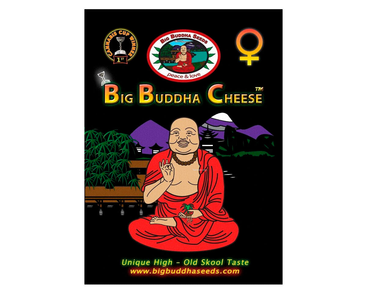 Big buddha cheese (10) 100% big buddha seeds