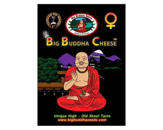 Big buddha cheese (10) 100% big buddha seeds