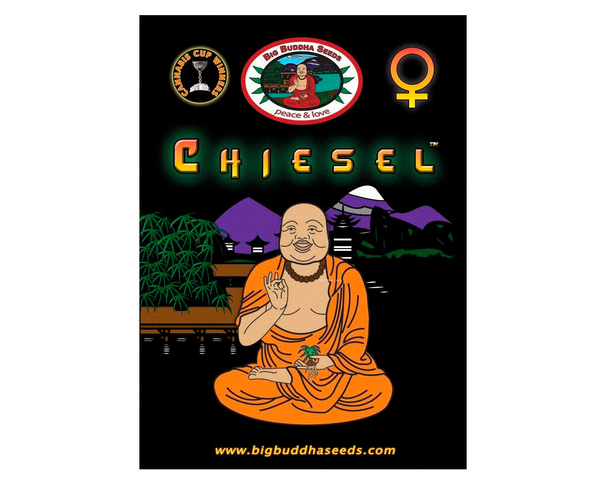 Chiesel (5) 100%