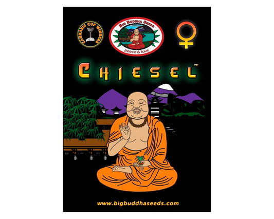 Chiesel (5) 100%