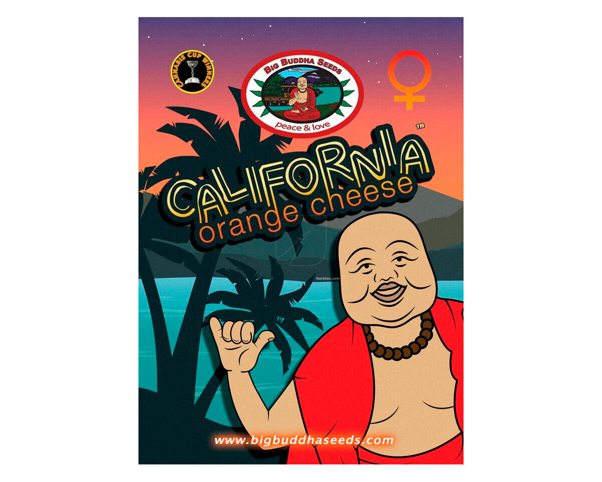 Cali orange cheese (5)