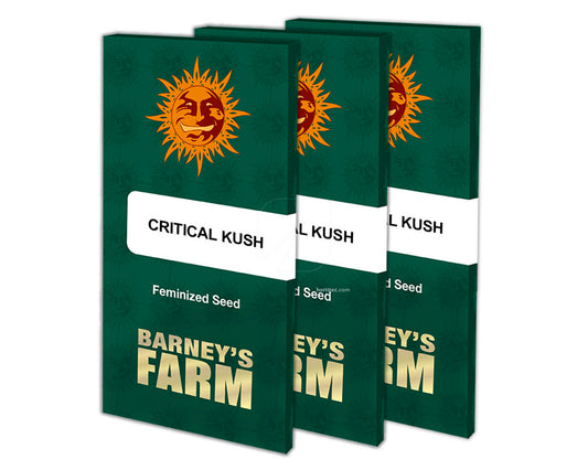 Critical kush