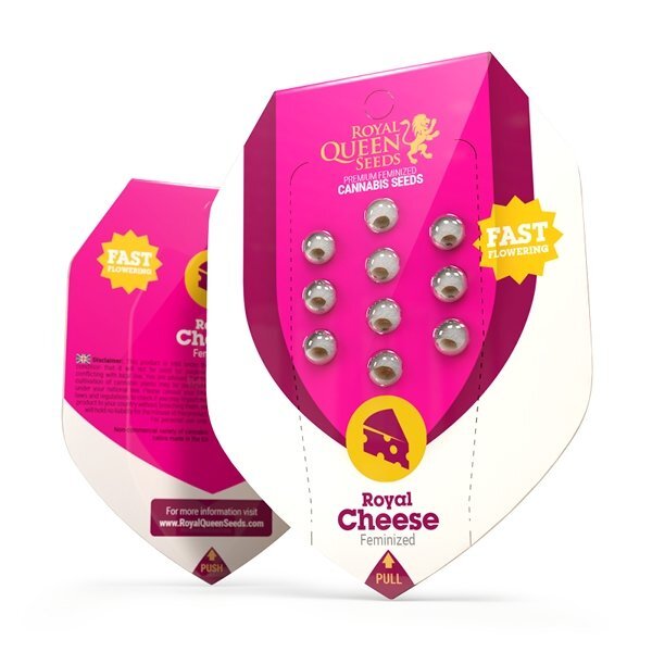 Royal cheese (fast flowering)