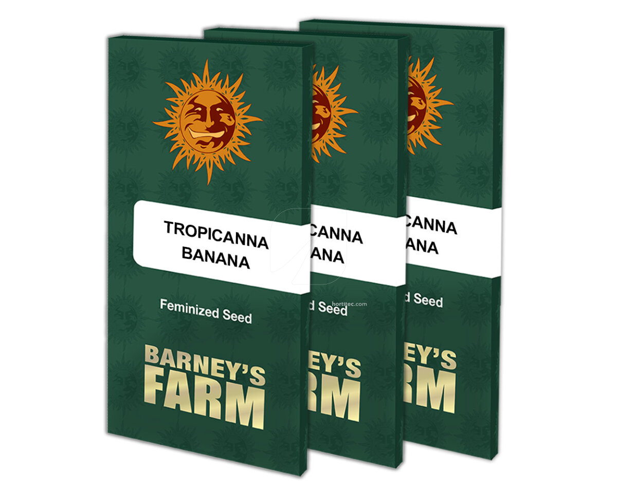 Tropicanna banana