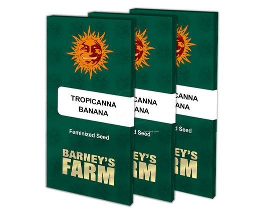 Tropicanna banana