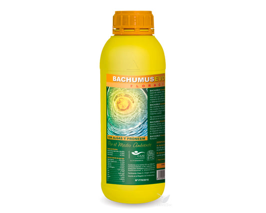 Bachumus evolution f