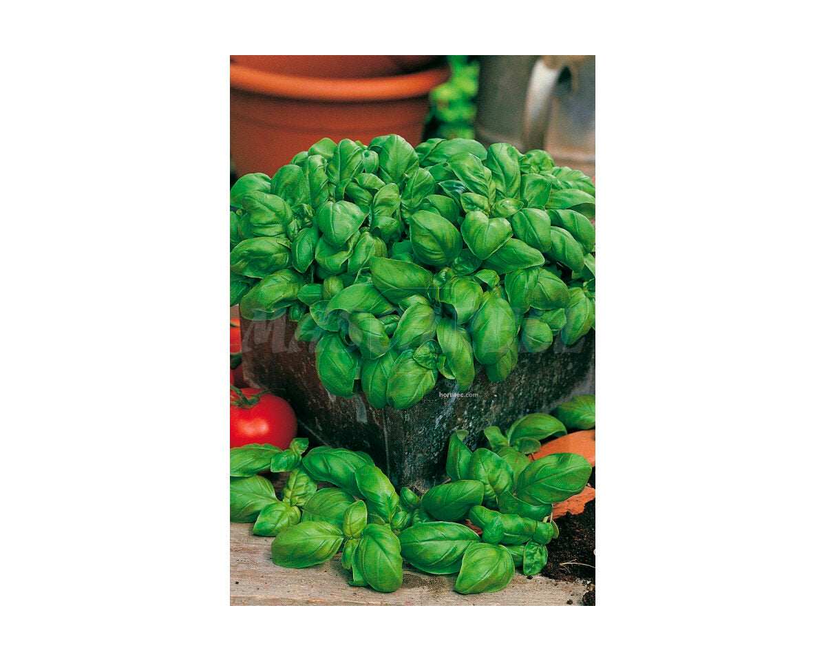 Albahaca ancha genovesa