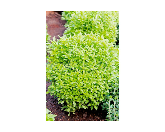 Albahaca de hoja fina
