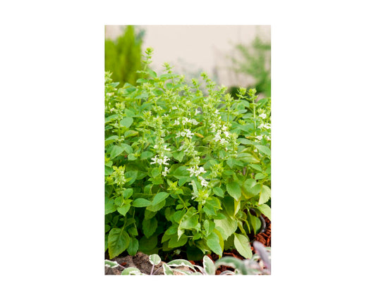Albahaca limón