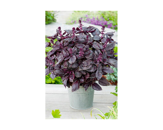 Albahaca púrpura