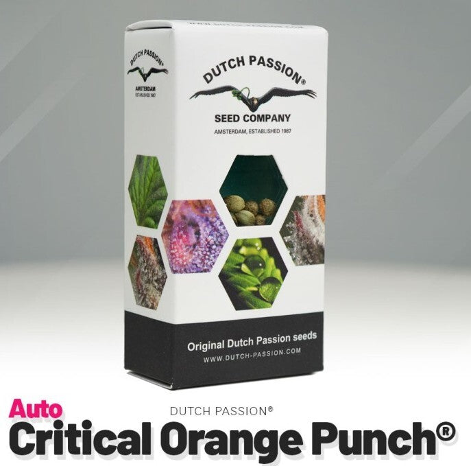 Auto critical orange punch