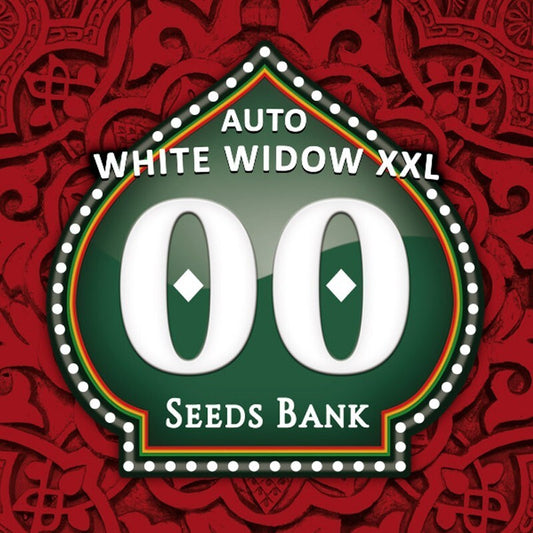 Auto white widow xxl semillas 00 seeds