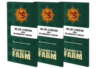Blue cheese (1) barney´s farm seeds