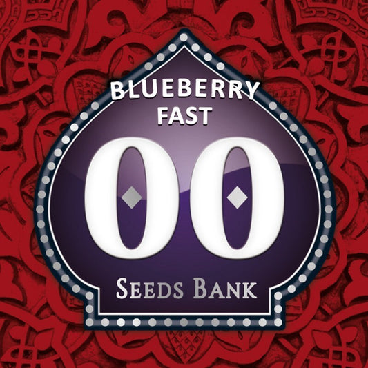 Blueberry fast semillas 00 seeds