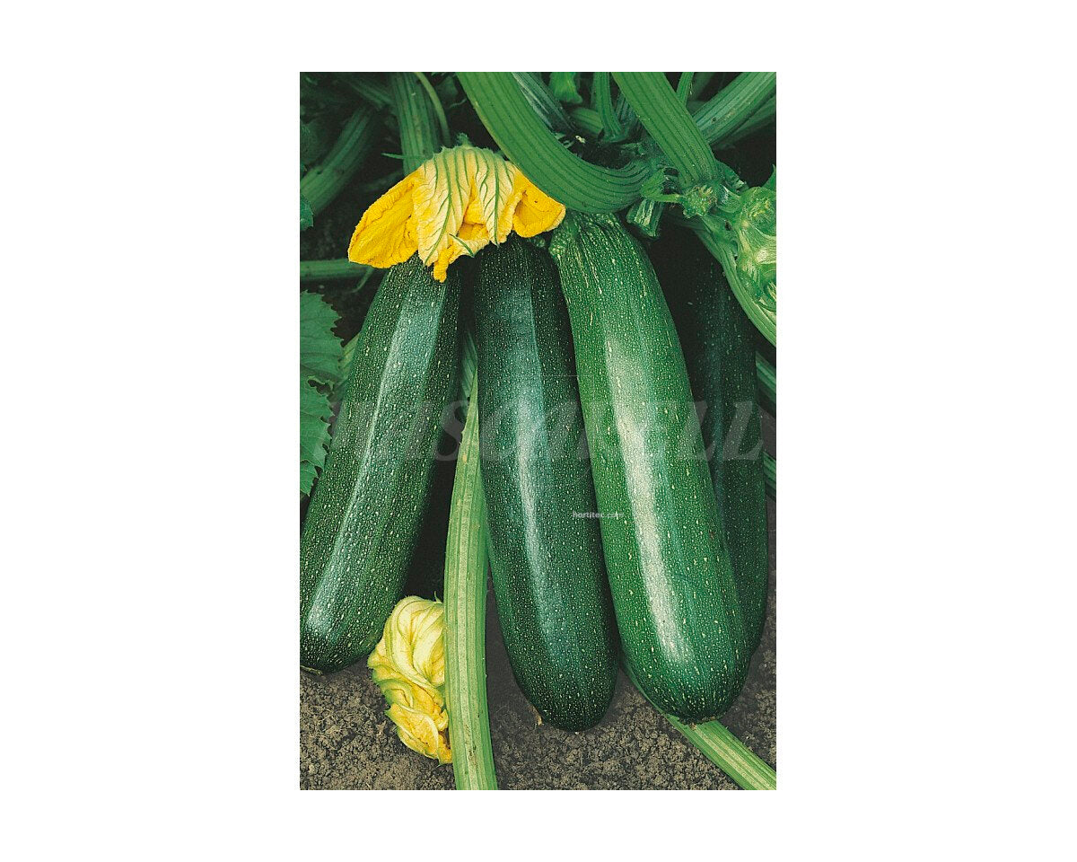 Calabacin black beauty