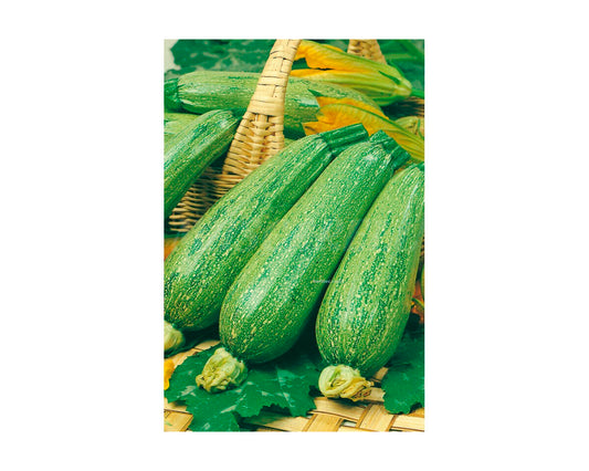 Calabacín verde claro genovés