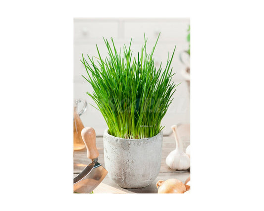 Cebollino