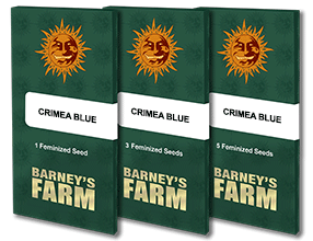 Crimea blue barney's farm