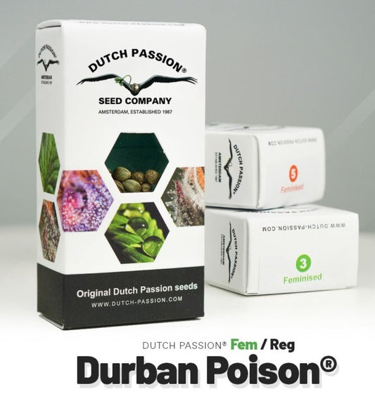 Durban poison