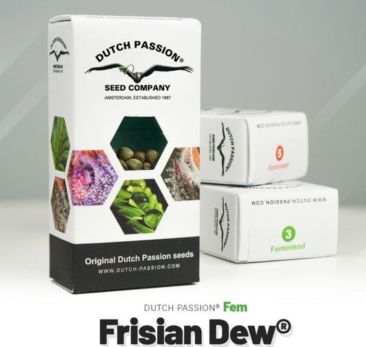 Frisian dew