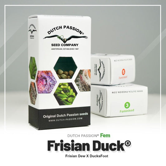 Frisian duck