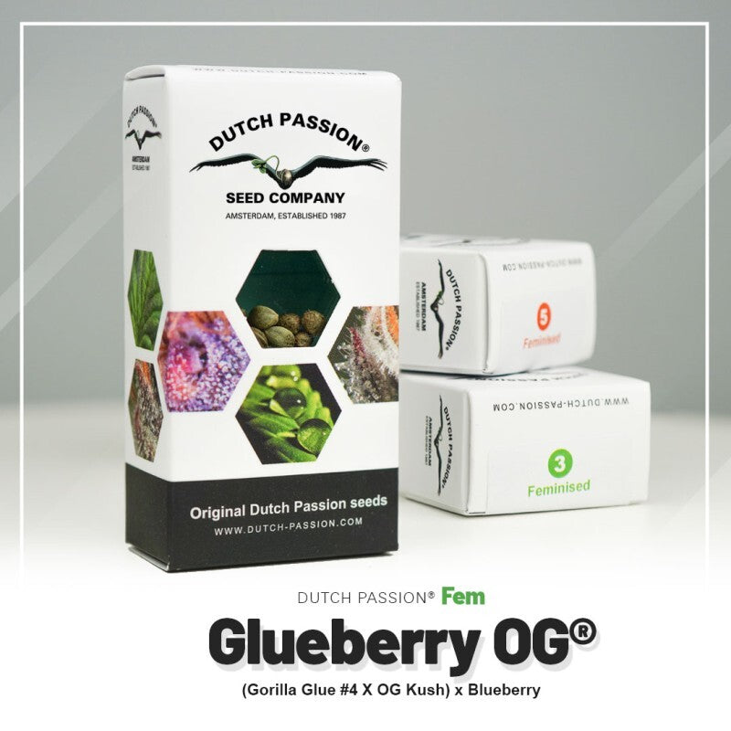 Glueberry o.g