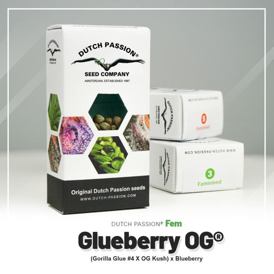 Glueberry o.g