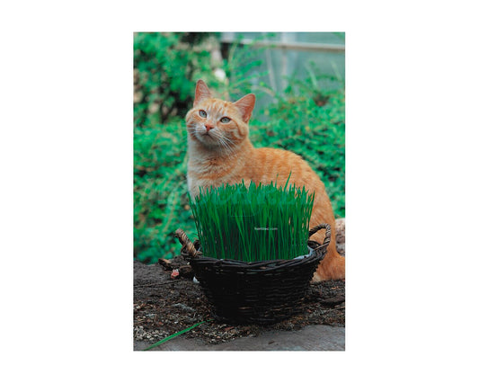 Hierba para gatos