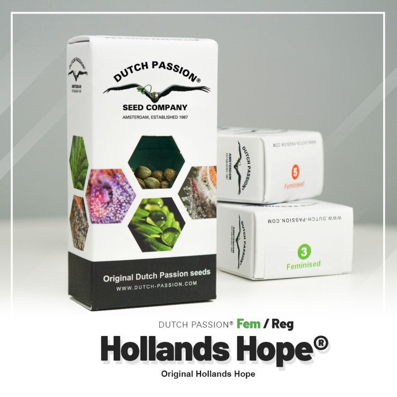 Hollands hope